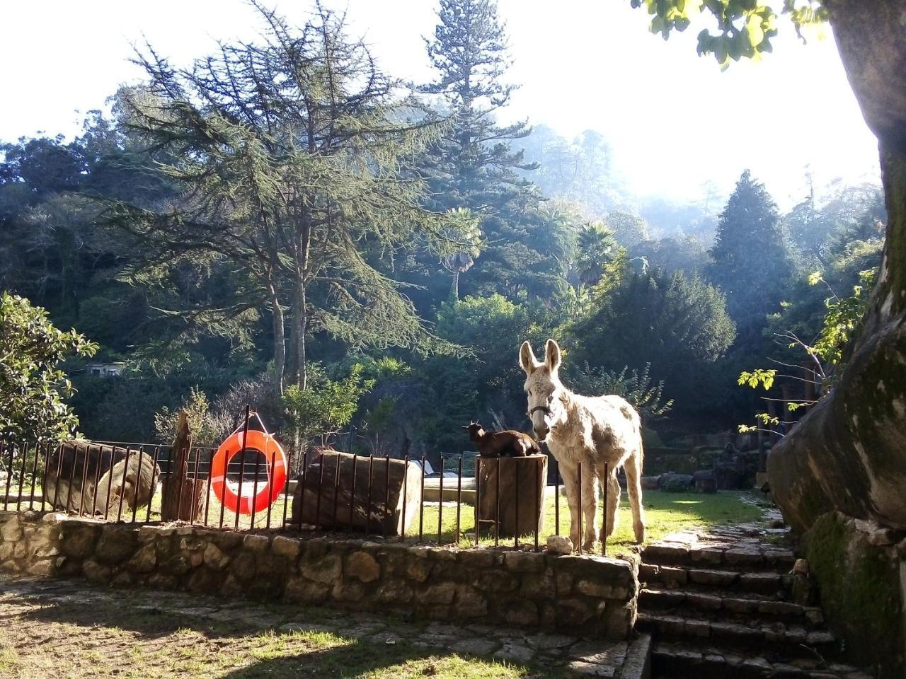 Quinta Do Castanheiro Hotel Sintra Eksteriør billede