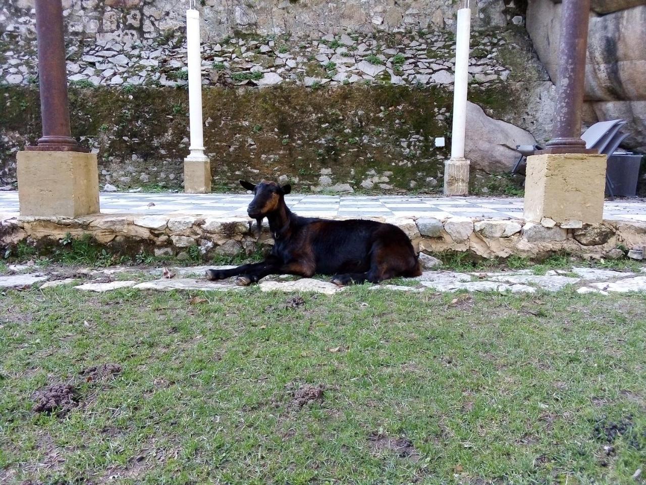 Quinta Do Castanheiro Hotel Sintra Eksteriør billede